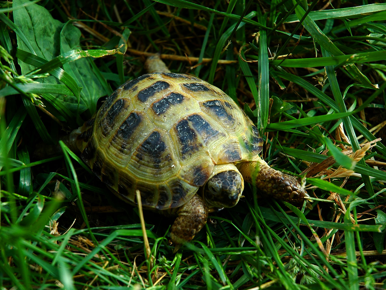 Turtle pro. Звездчатая черепаха. Суматранская черепаха. Сухопутная сухопутная черепаха. Какуана черепаха.