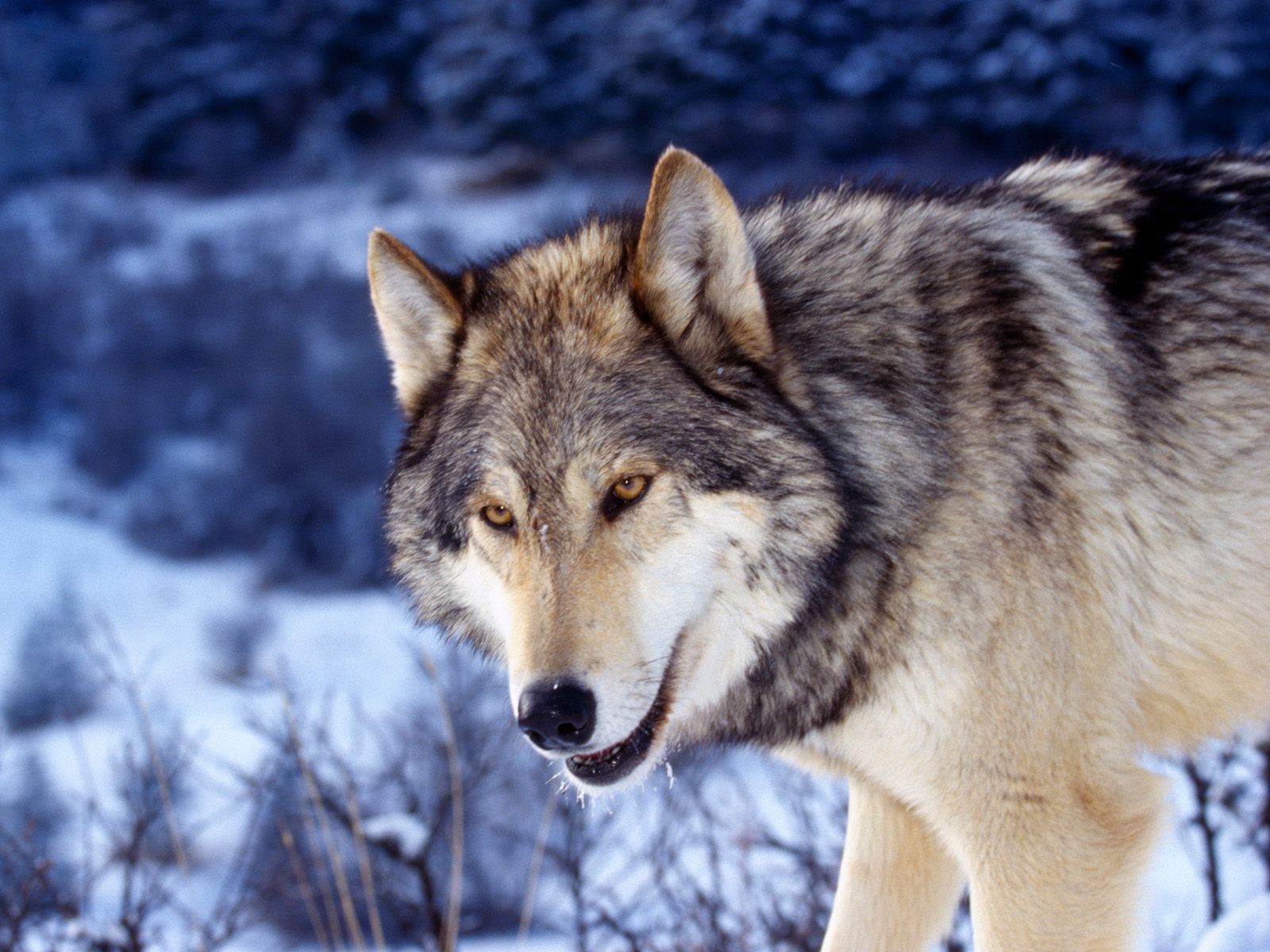 Wolf. Волки. Красивый волк. Волк фото. Волк серый.