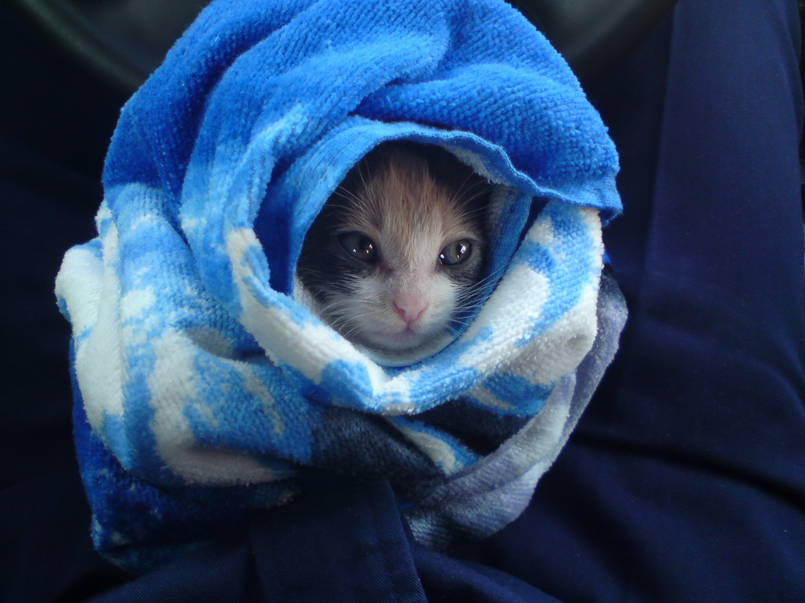 Кот в полотенце. Котенок в одеяле. Котенок в полотенце. Кот в пледе. Укутанный котенок.