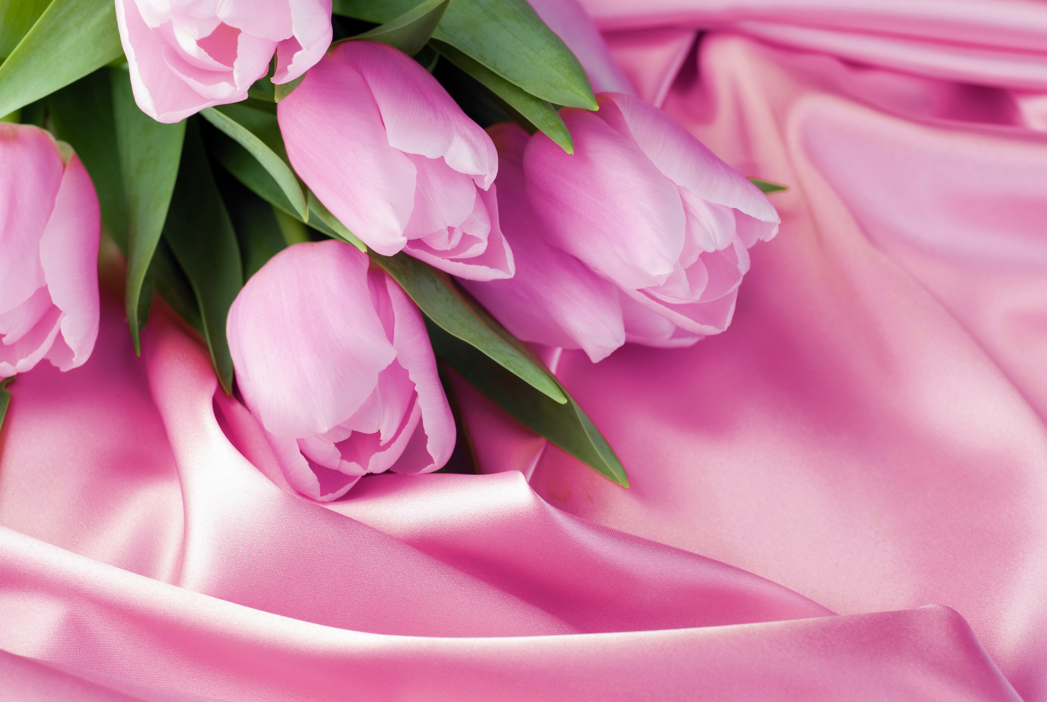 Поздравление с праздником цветов. Розовые тюльпаны. Нежные тюльпаны. Тюльпаны обои. Цветочный фон.