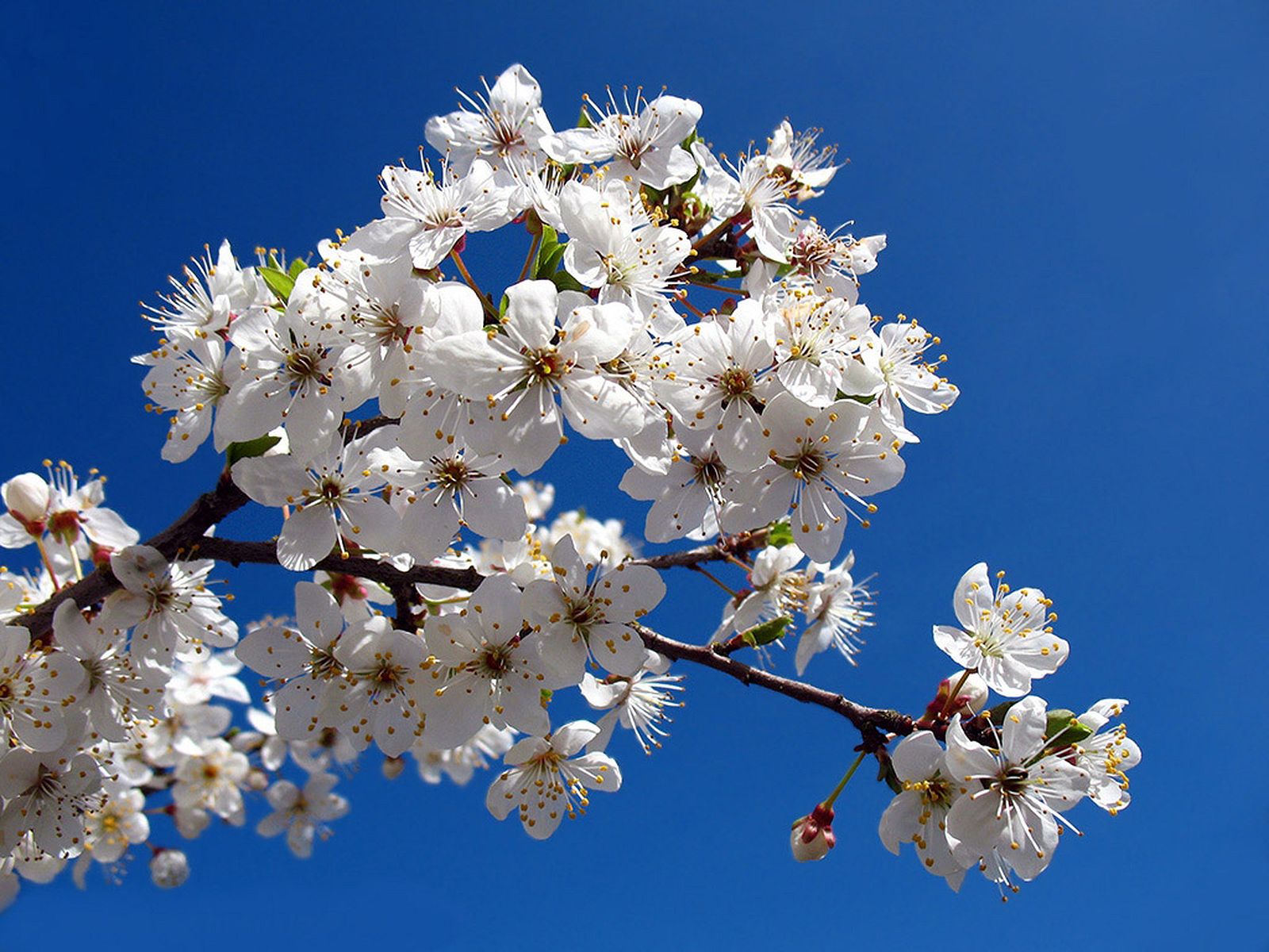 Зацвели цветочки. Цветущее дерево. Цветущие деревья весной. Цветущее дерево весной. Весеннее цветение деревьев.