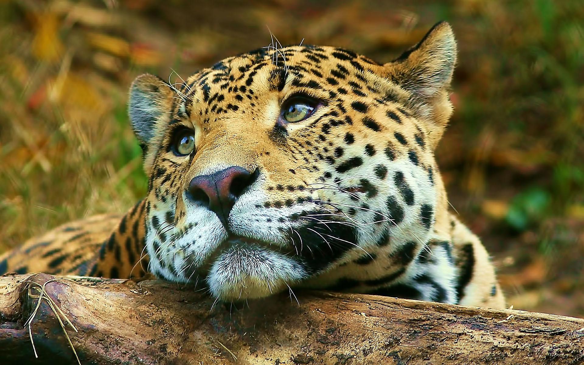 Fondos de Pantalla 1920x1200 Grandes felinos Jaguar Animalia descargar  imagenes