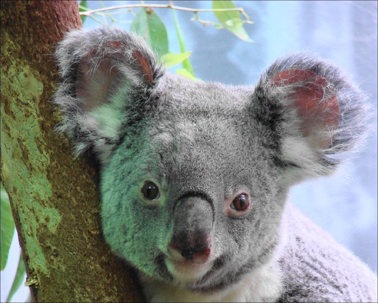 Красная коала. Коала. Мишка коала. Коала эвкалиптовый мишка. Куала животное.