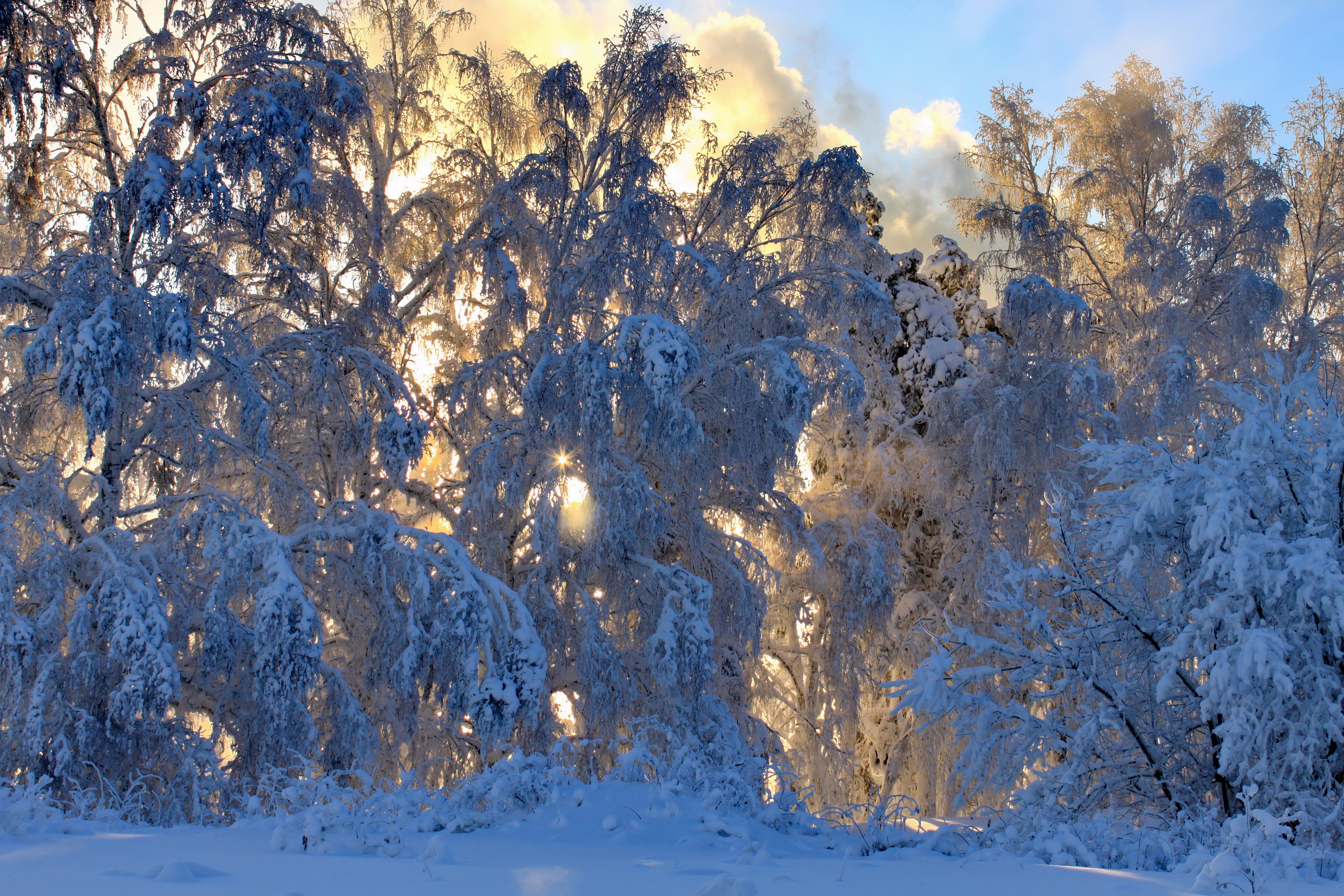 Красивая природа февраль. Деревья в снегу. Лес в инее. Красивый зимний лес. Зимнее дерево.