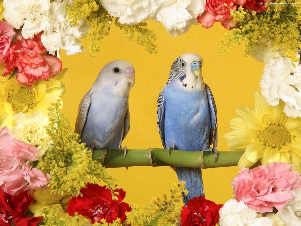 壁紙 鳥類 オウム 動物 ダウンロード 写真