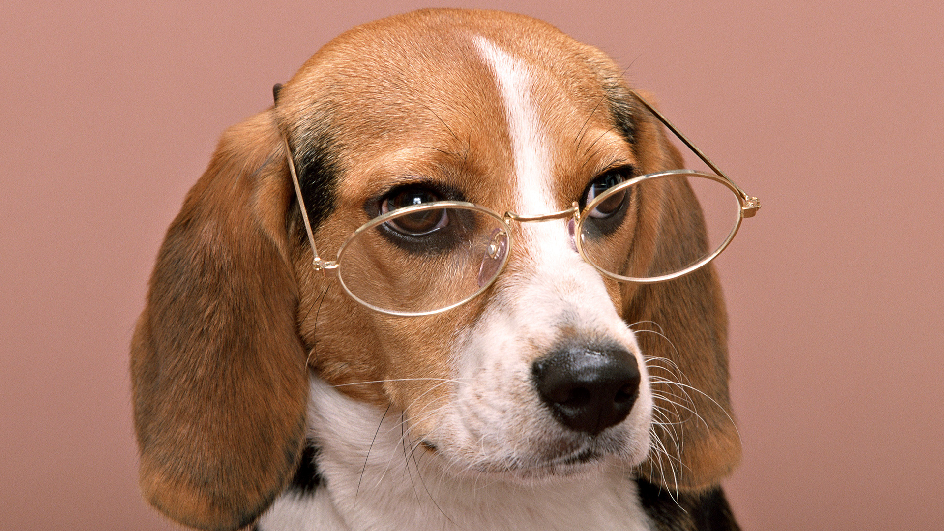 一只黑色的小狗戴着眼镜大眼睛萌萌人类朋友动物素材设计