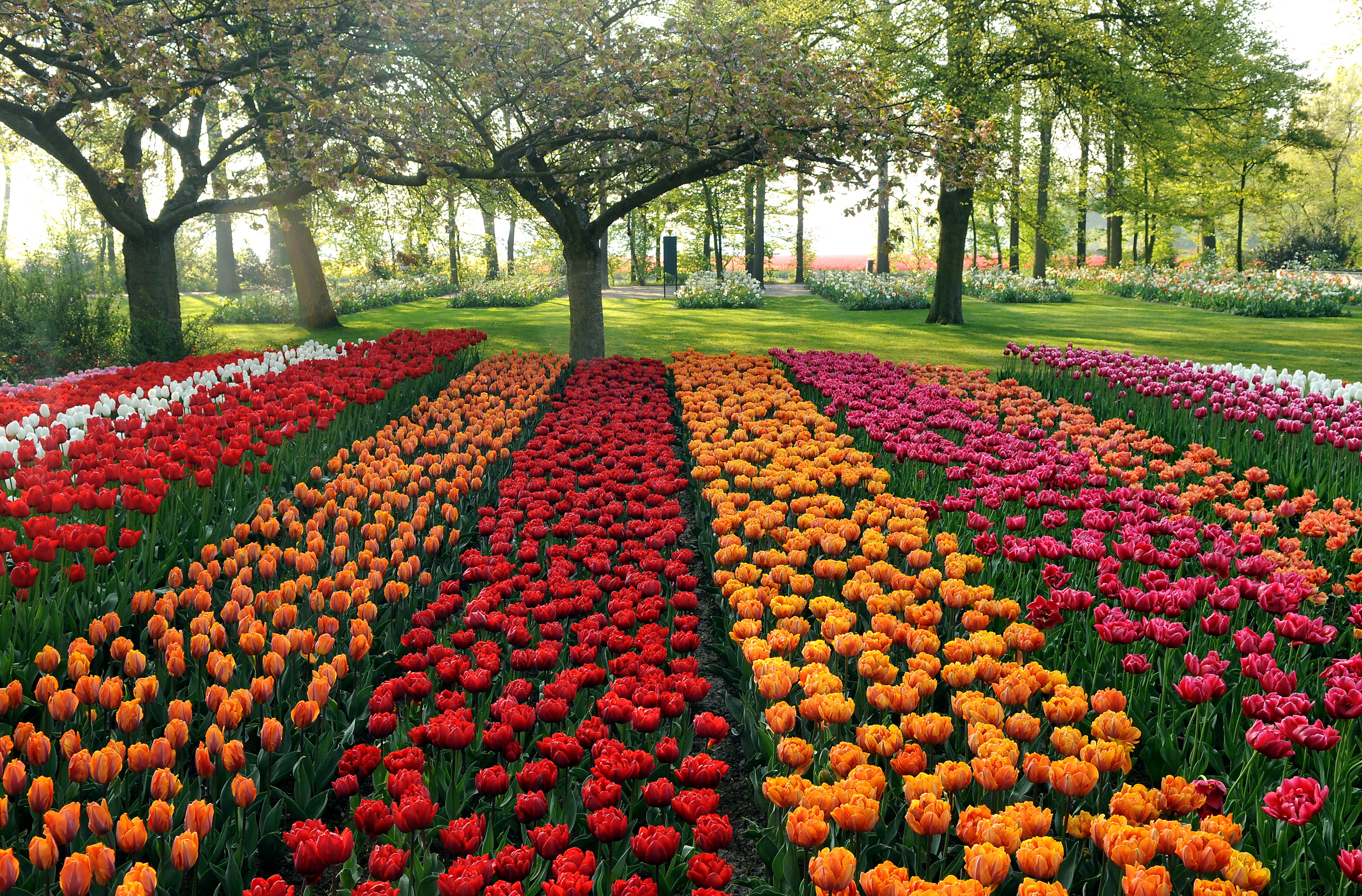 Wallpaper Holland Flowers Park Tulips Flower 3070x2020