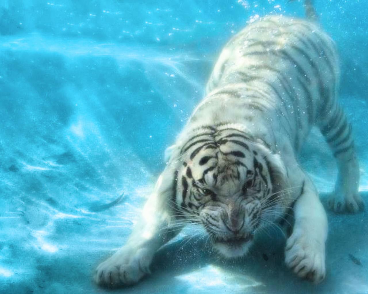 Wallpaper Tigers Big cats Water Animals Painting Art