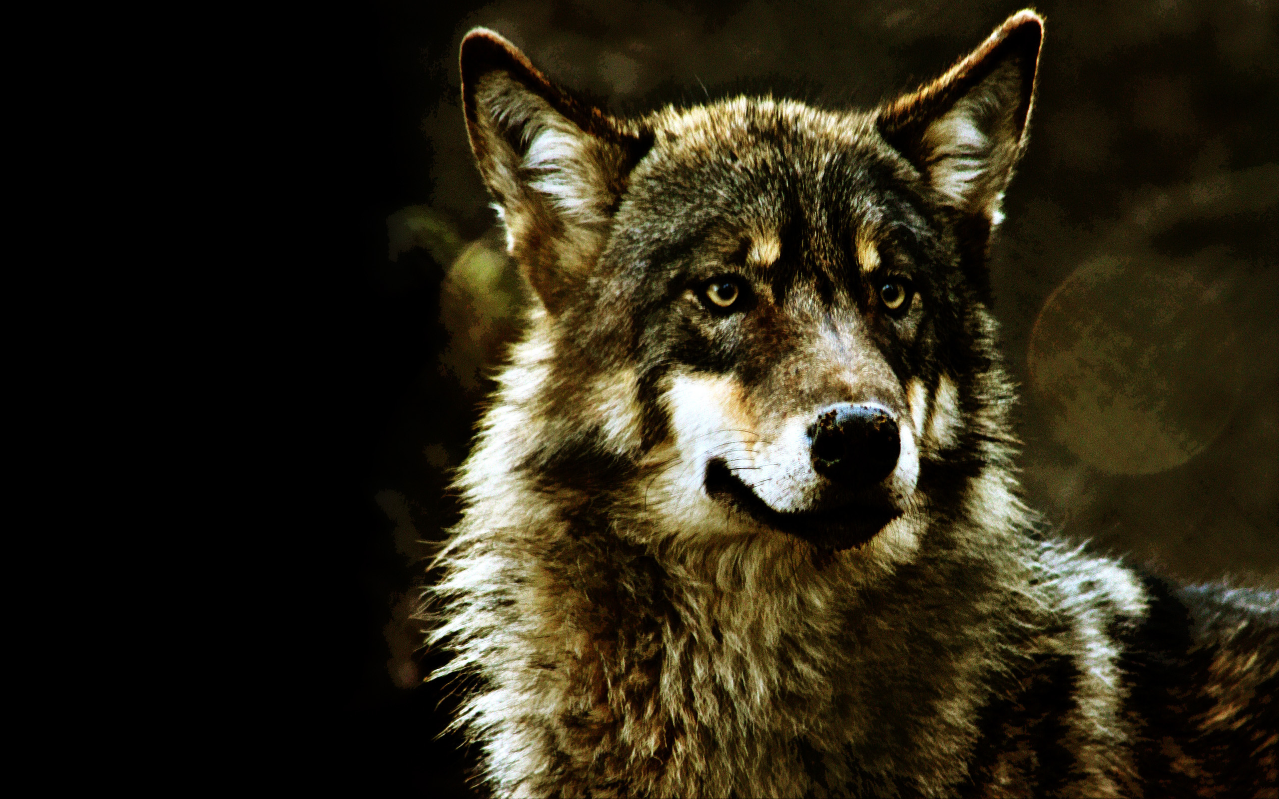 R wolf. Волк. Красивый волк. Волк обои. Картинки на рабочий стол волки.