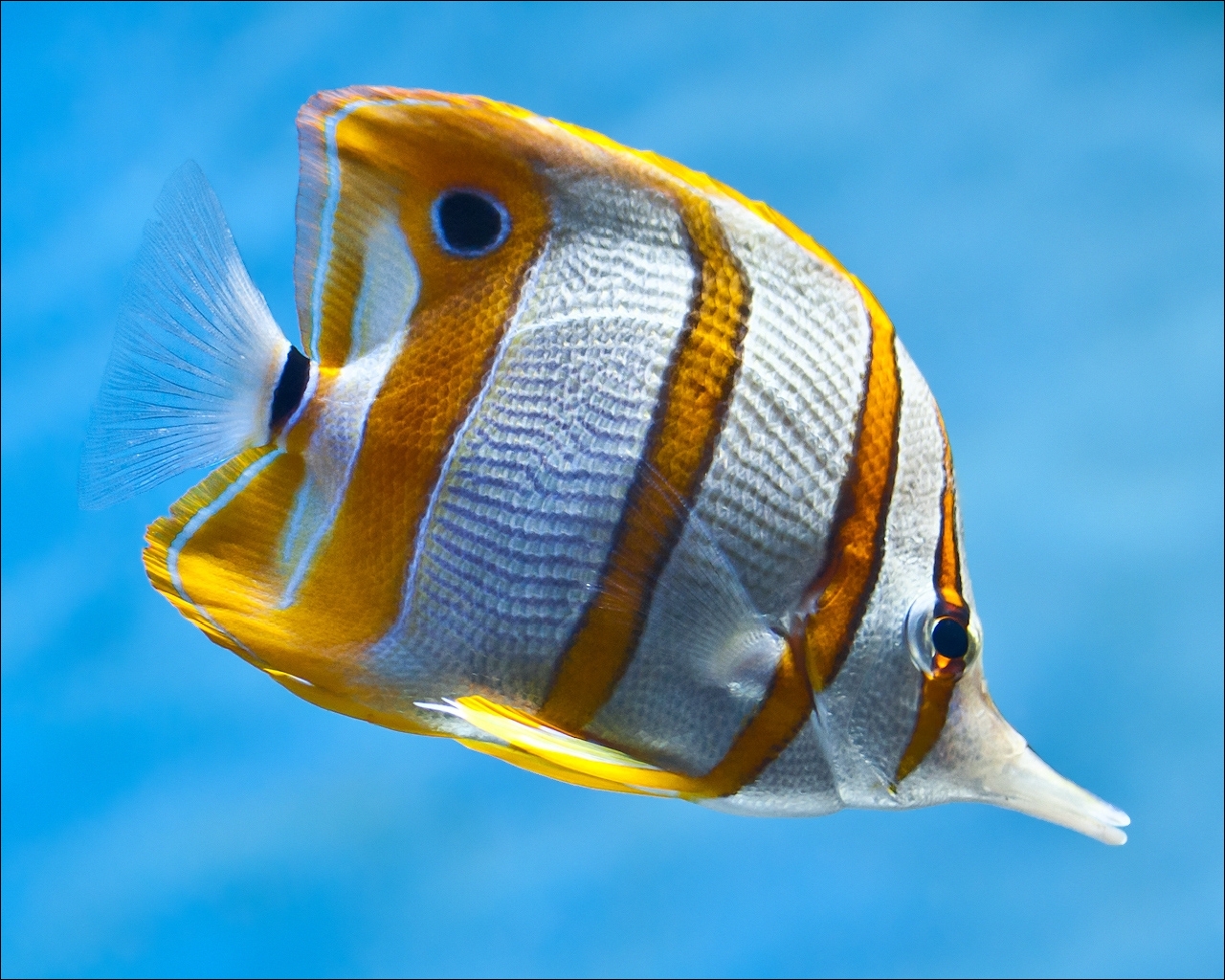 Pictures Fish Underwater world Animals