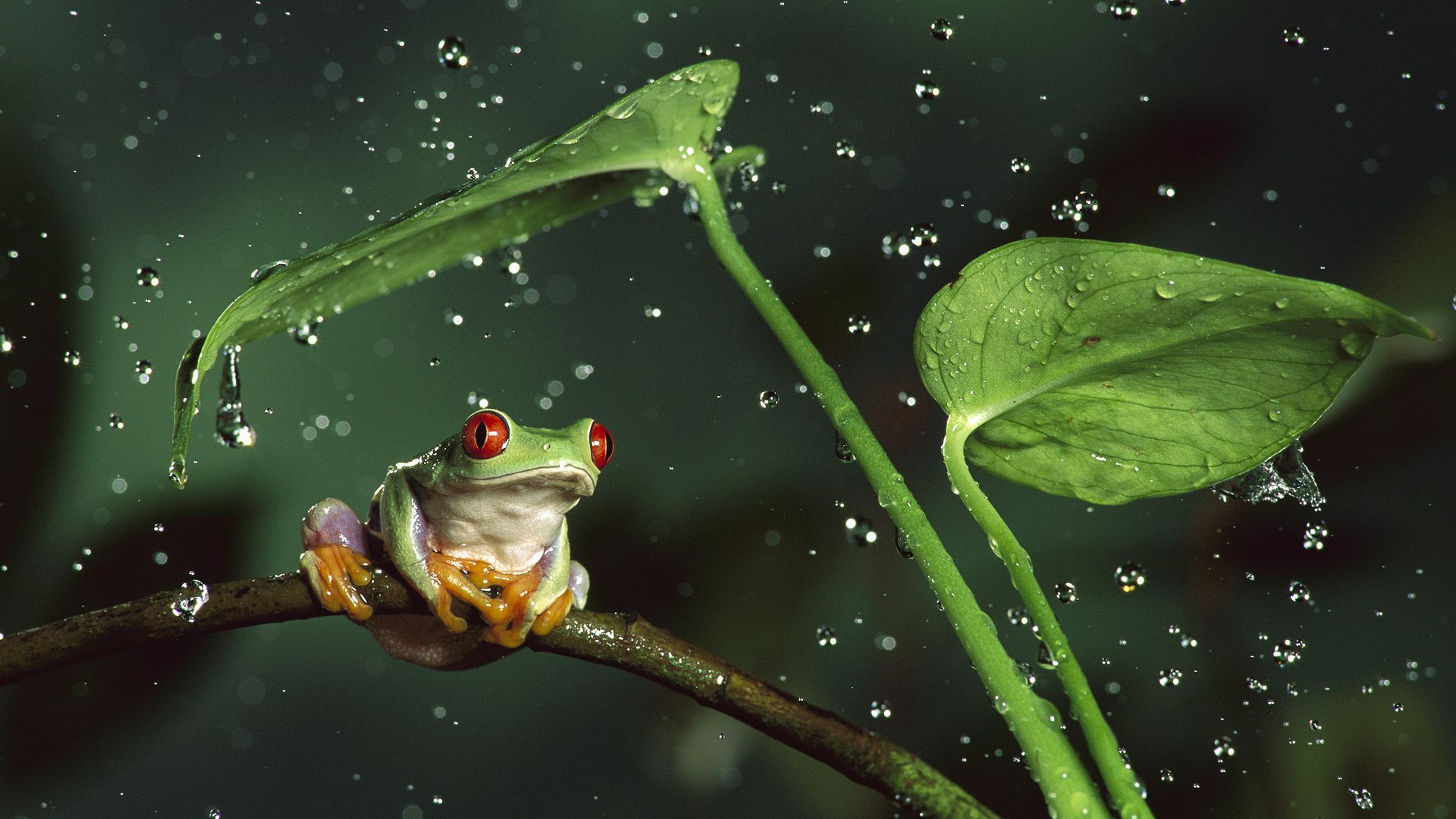 壁紙 カエル 水滴 動物 ダウンロード 写真