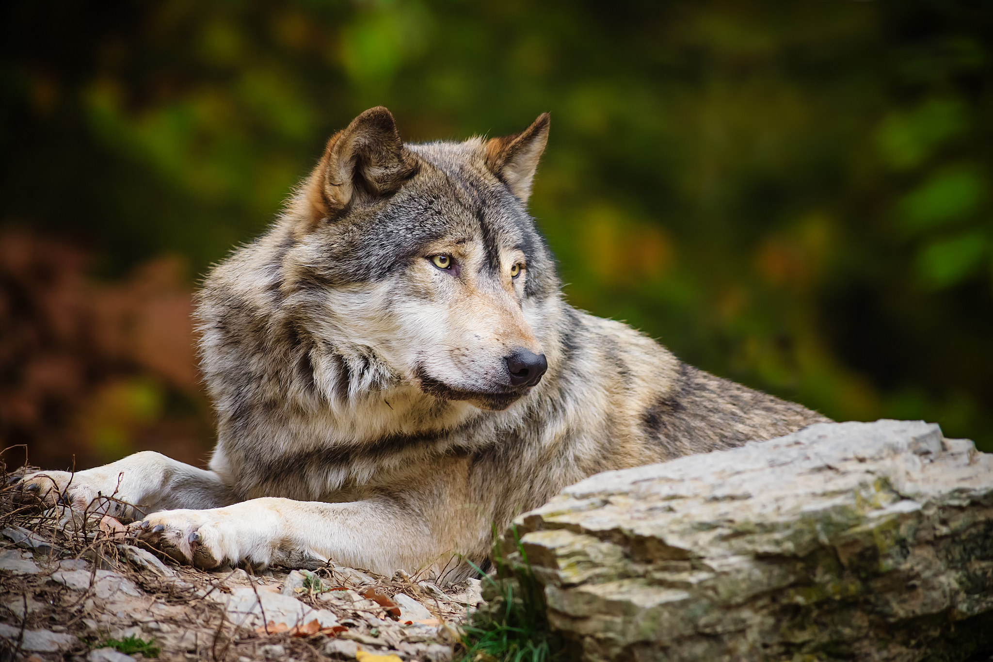 Серый волк хищники. Крымский Степной волк. Волк серый обыкновенный. Красивый волк. Волк обои.