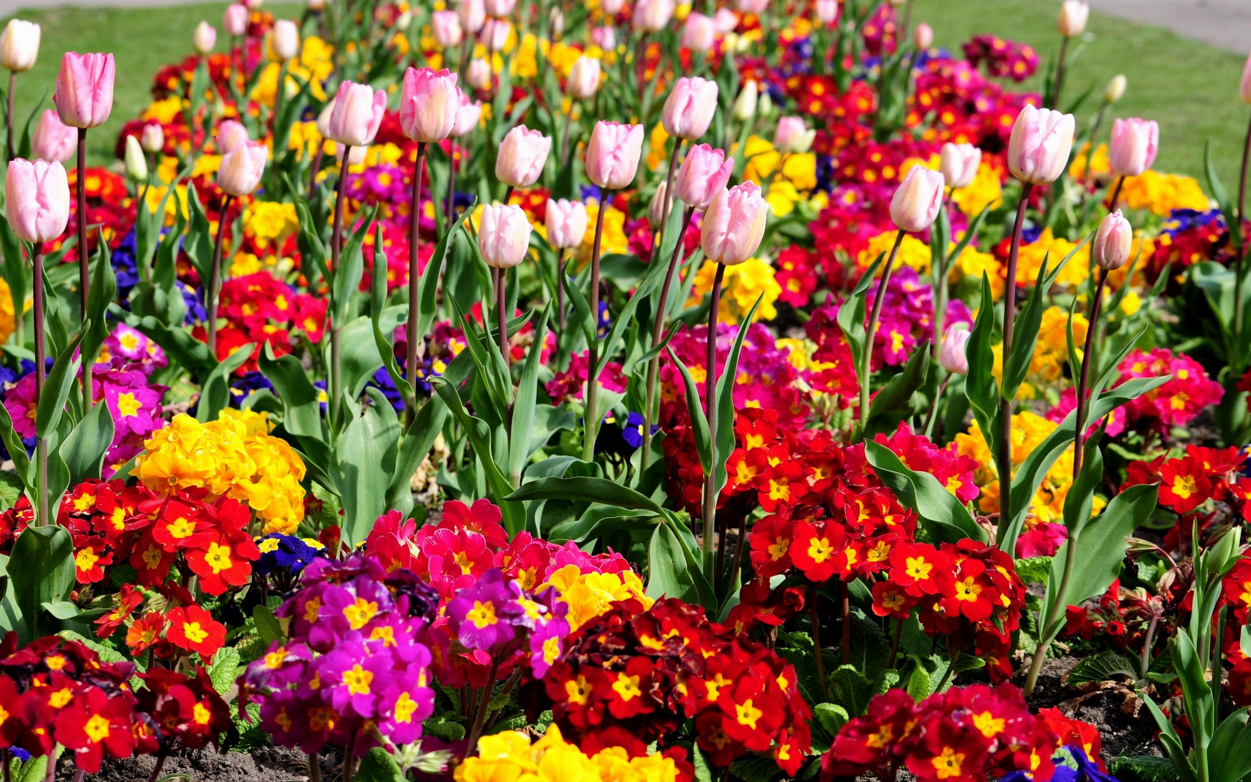 Fondos de Pantalla 2560x1600 Muchas Flores descargar imagenes
