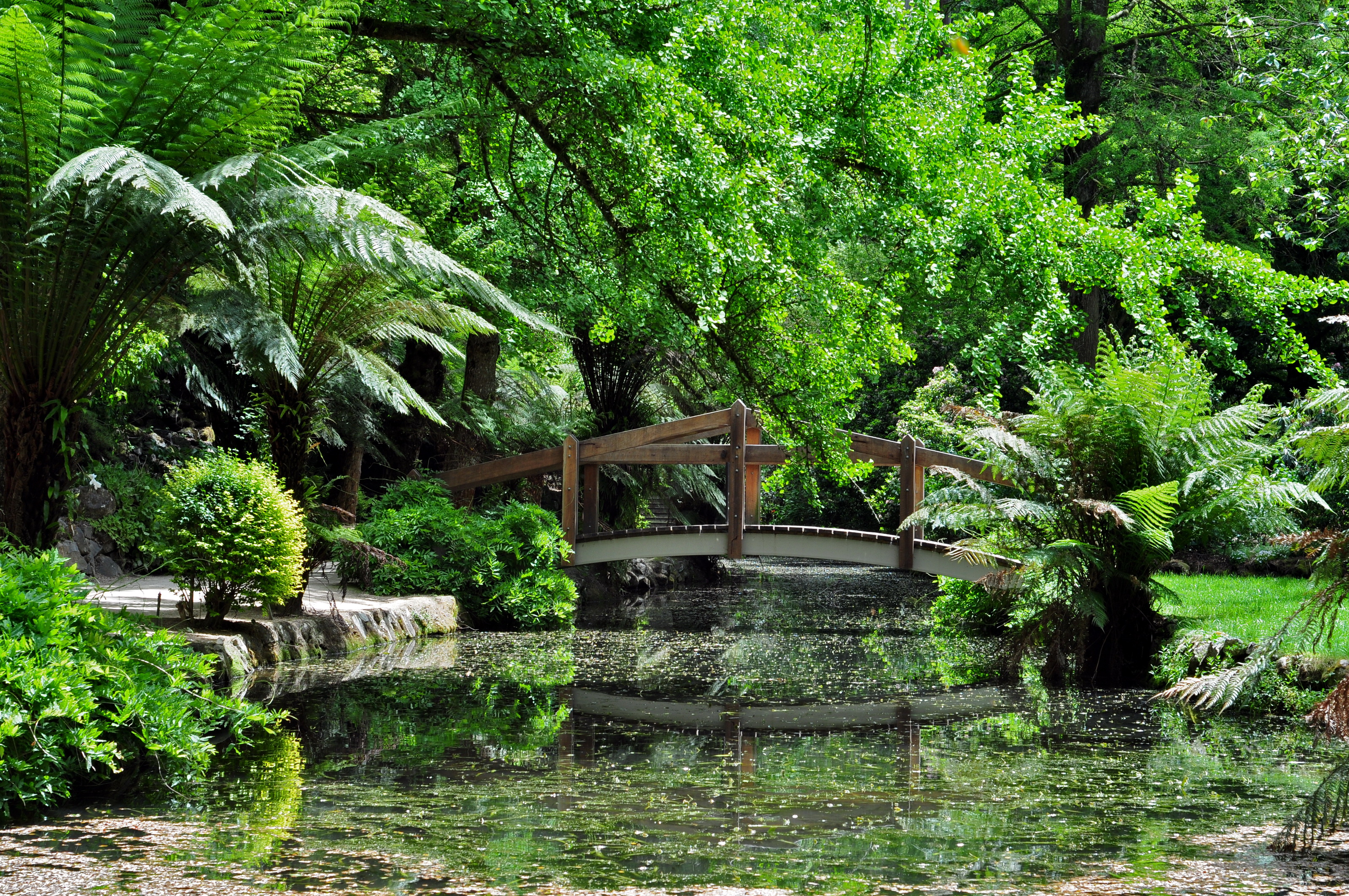 Сад джунгли. Растения Ботанический сад джунгли. Ботанический сад в лесу Индонезии. Сингапурский Ботанический сад тропический лес. Влажные тропический лес Сингапур.