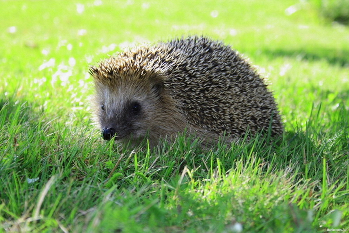 壁紙 ハリネズミ 動物 ダウンロード 写真