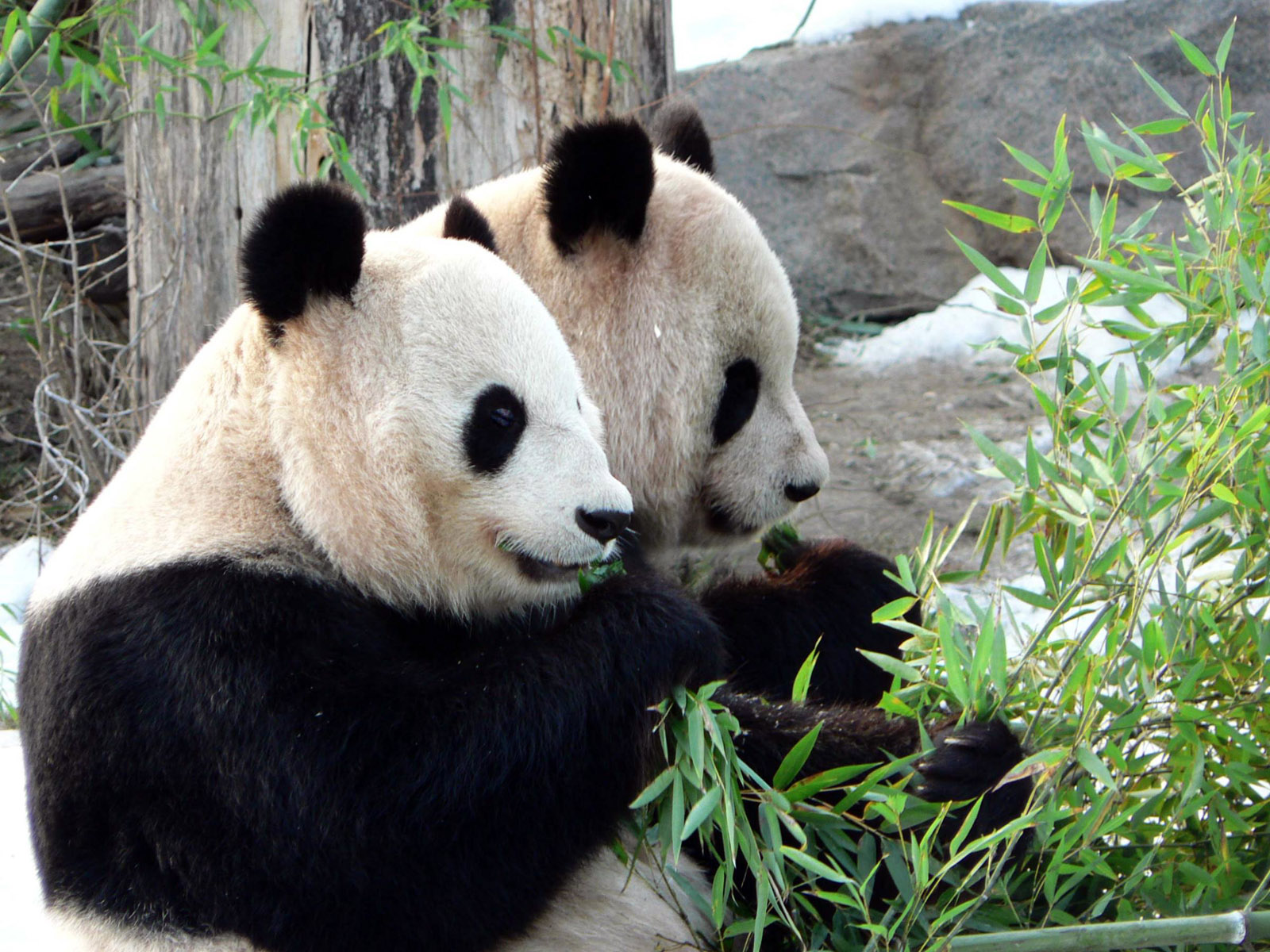 Название животных парами. Животные фото. Панды. Панда в природе. Мишка Панда.