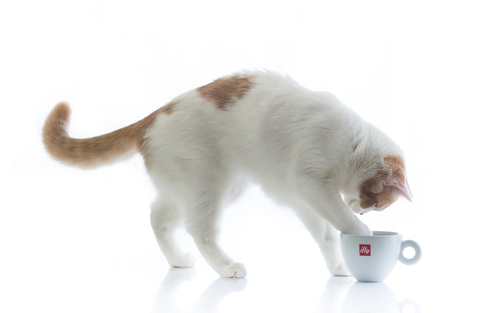 Кошка пьет лапой. Чашка с кошкой. Котик с кружкой на белом фоне. Котик в чашке с белым фоном. Кошка лапой в чашку.