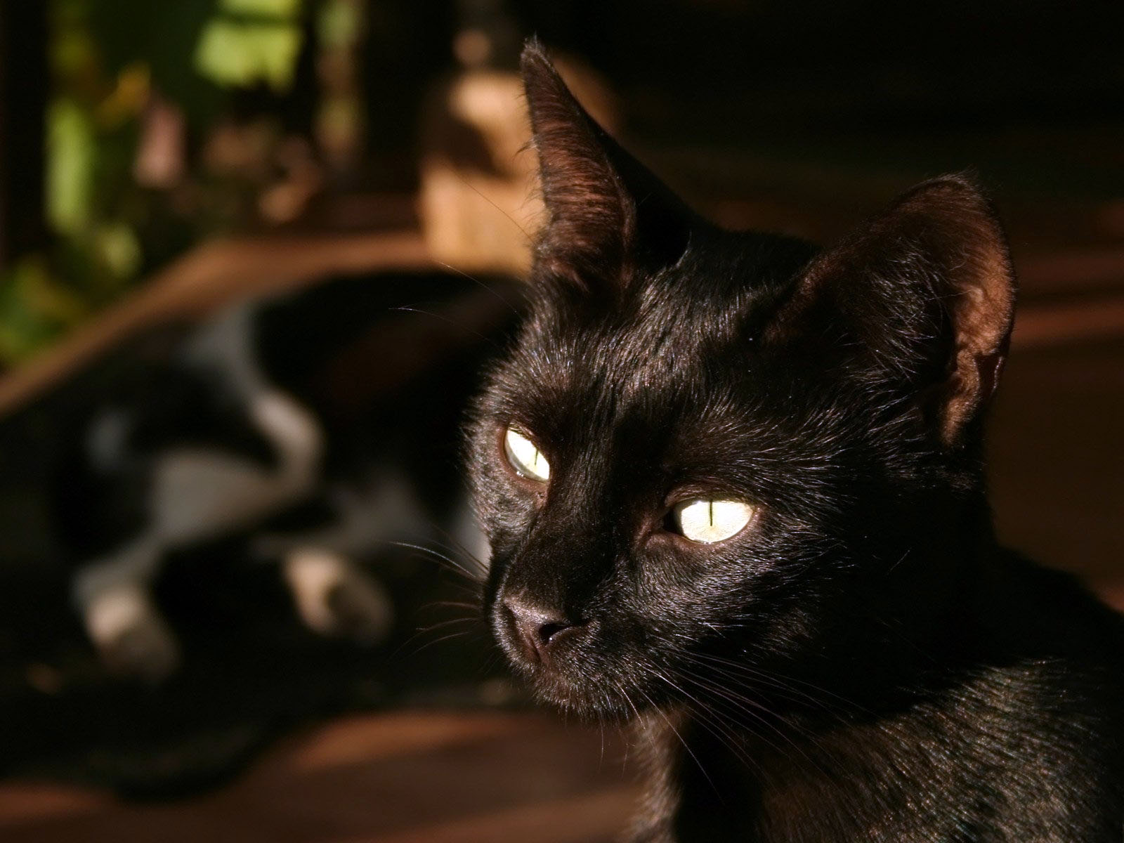 Черные кошки 10. Бомбейская кошка. Бомбейская кошка злая. Черные коты. Кошечка черная.