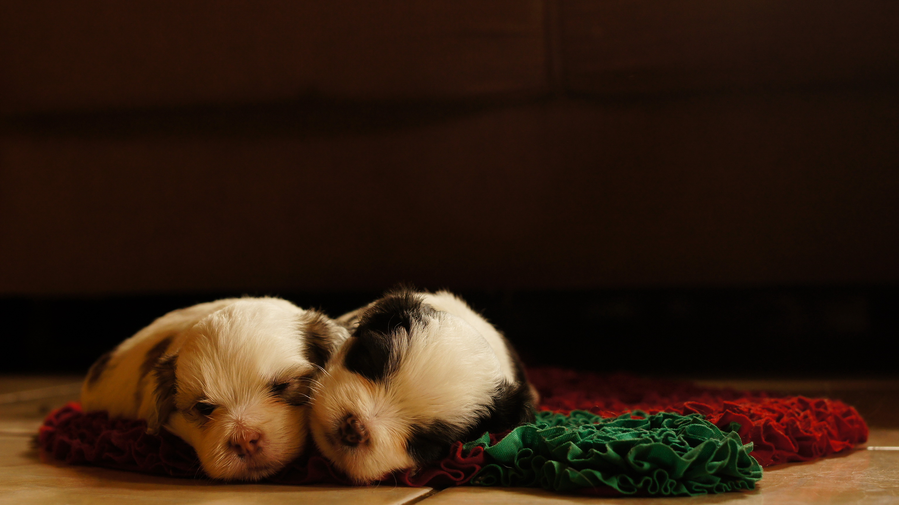 壁紙 3072x1726 イヌ 子犬 動物 ダウンロード 写真