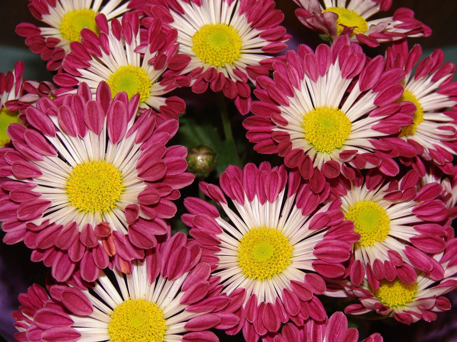 Fondos de Pantalla Crisantemos Flores descargar imagenes