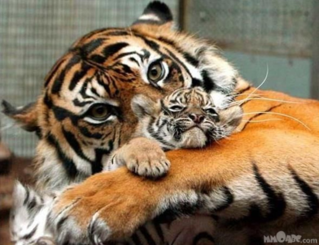 Fondos de Pantalla Grandes felinos Tigris Cachorros Animalia descargar  imagenes