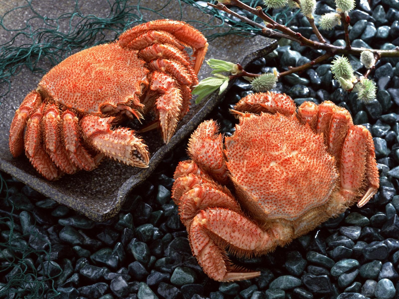 Achtergronden Krabben Voedsel Zeevruchten krab spijs