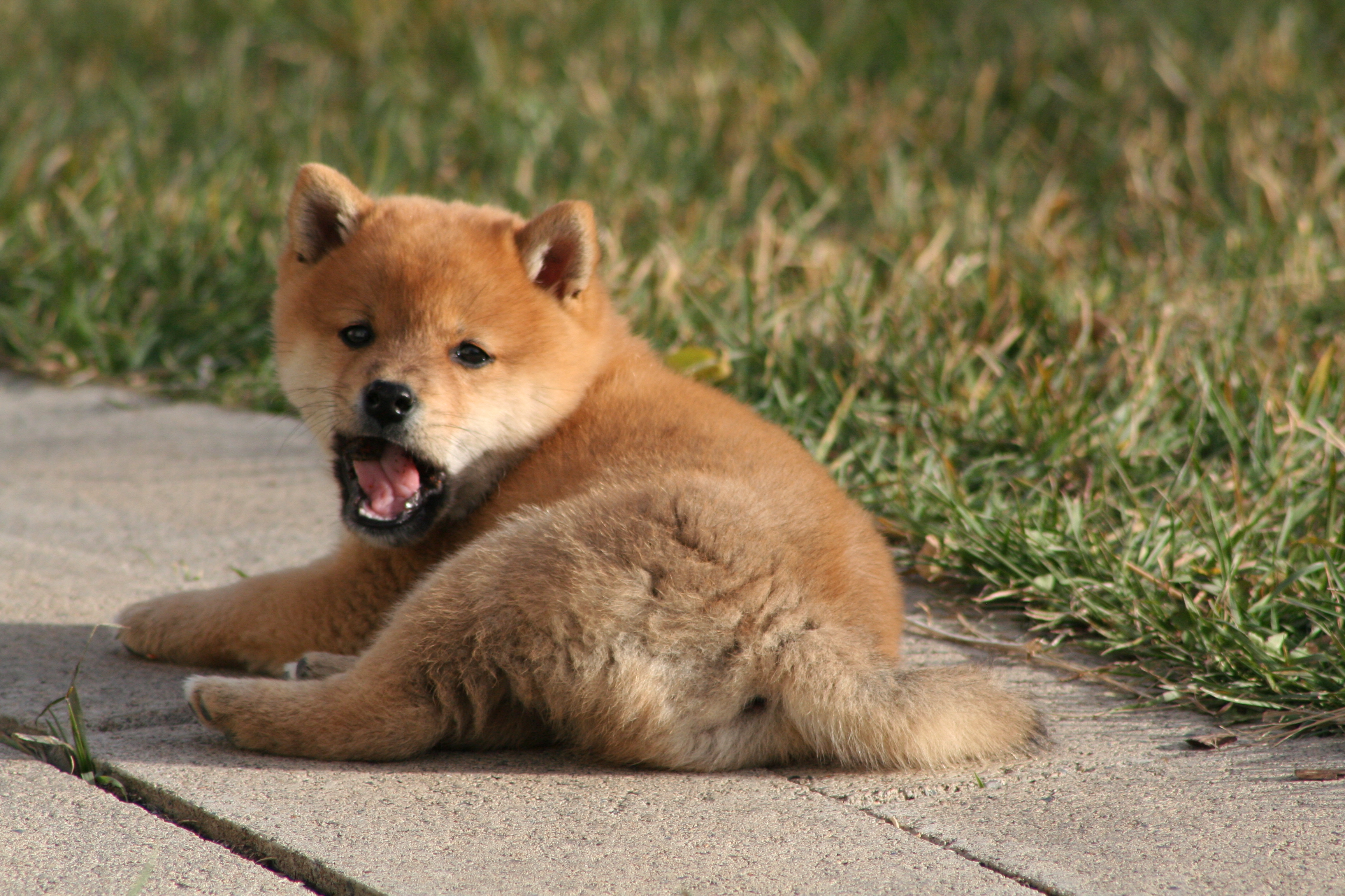 壁紙 3456x2304 イヌ スピッツ犬 秋田犬 動物 ダウンロード 写真