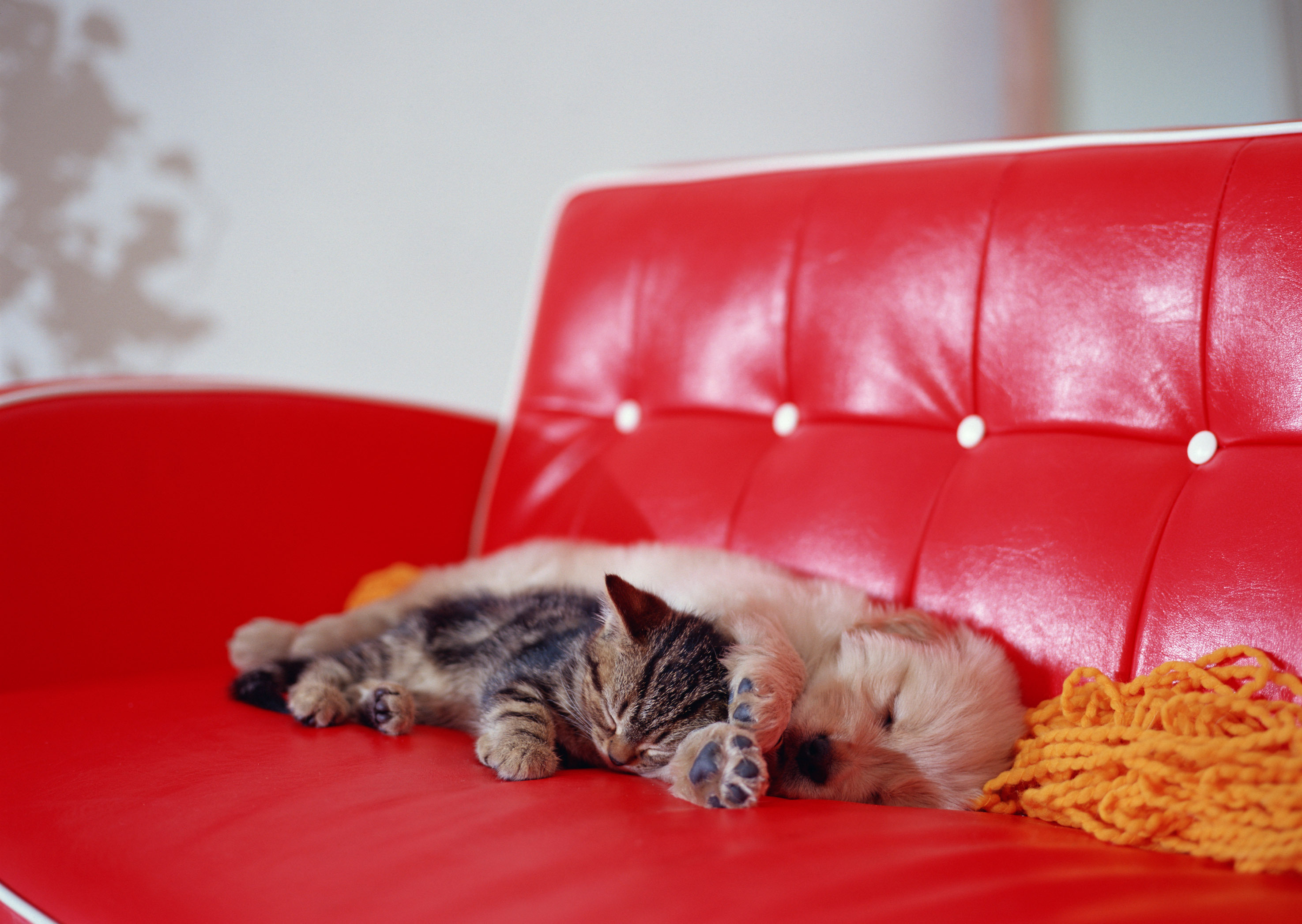 Надо спать диваны. Кот на диване. Котик на диване. Диванчик для кошки. Диван для собаки.