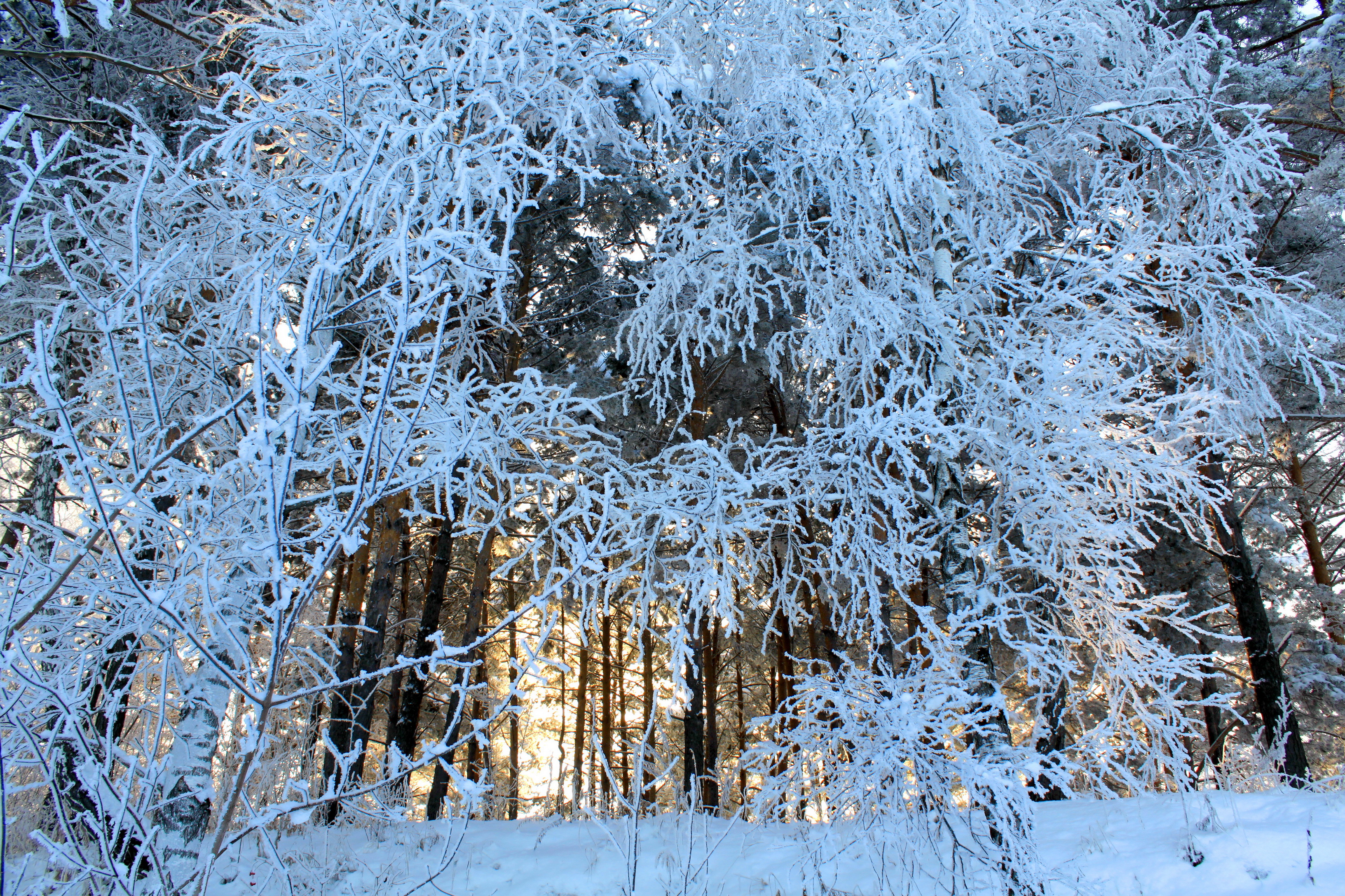 Снежок лесной. Кустарники зимой. Деревья в снегу. Деревья и кустарники зимой. Лес в инее.
