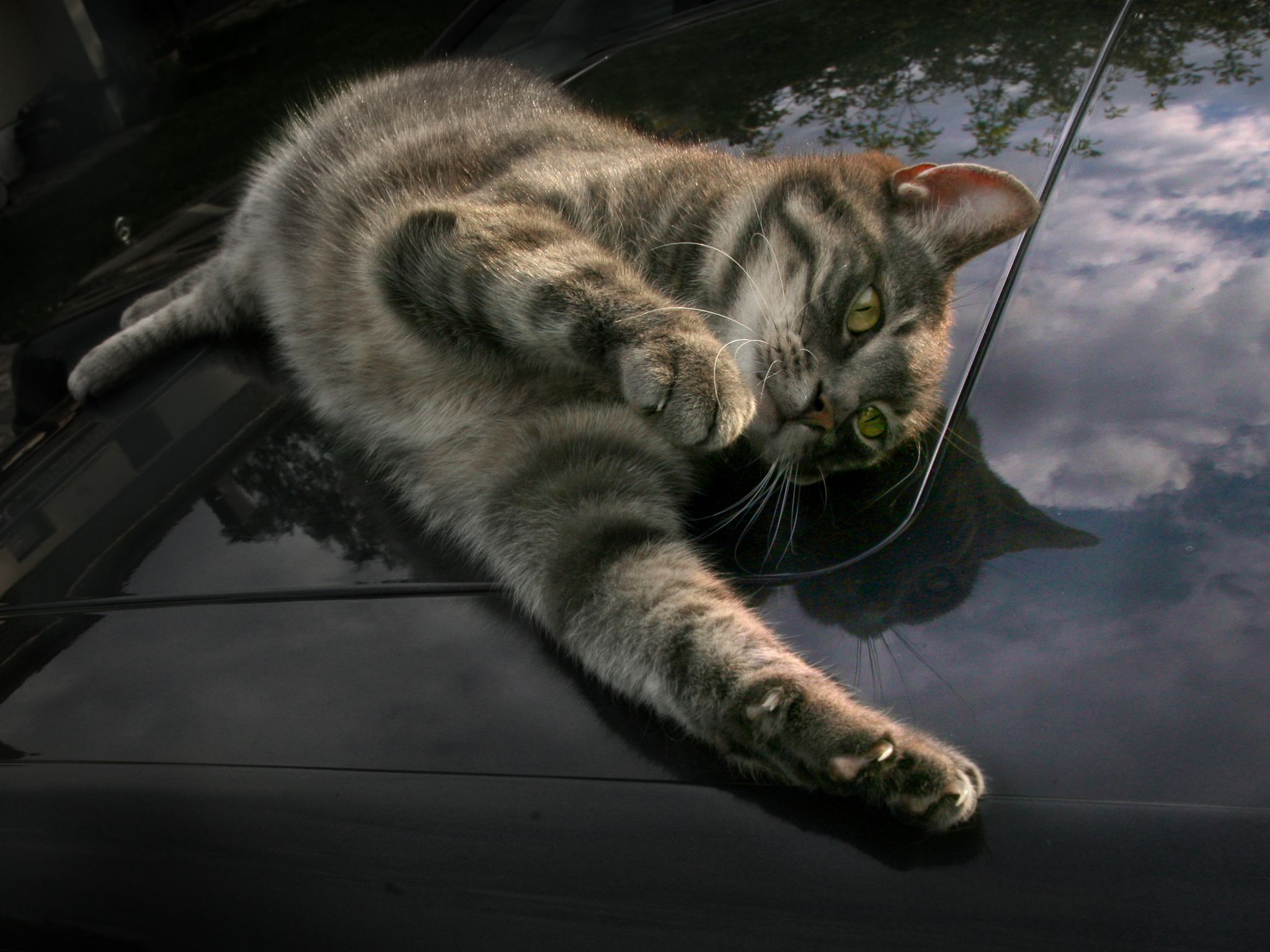 Кошка на капоте. Коты. Коты на капоте. Кот на капоте машины. Обои кошки.