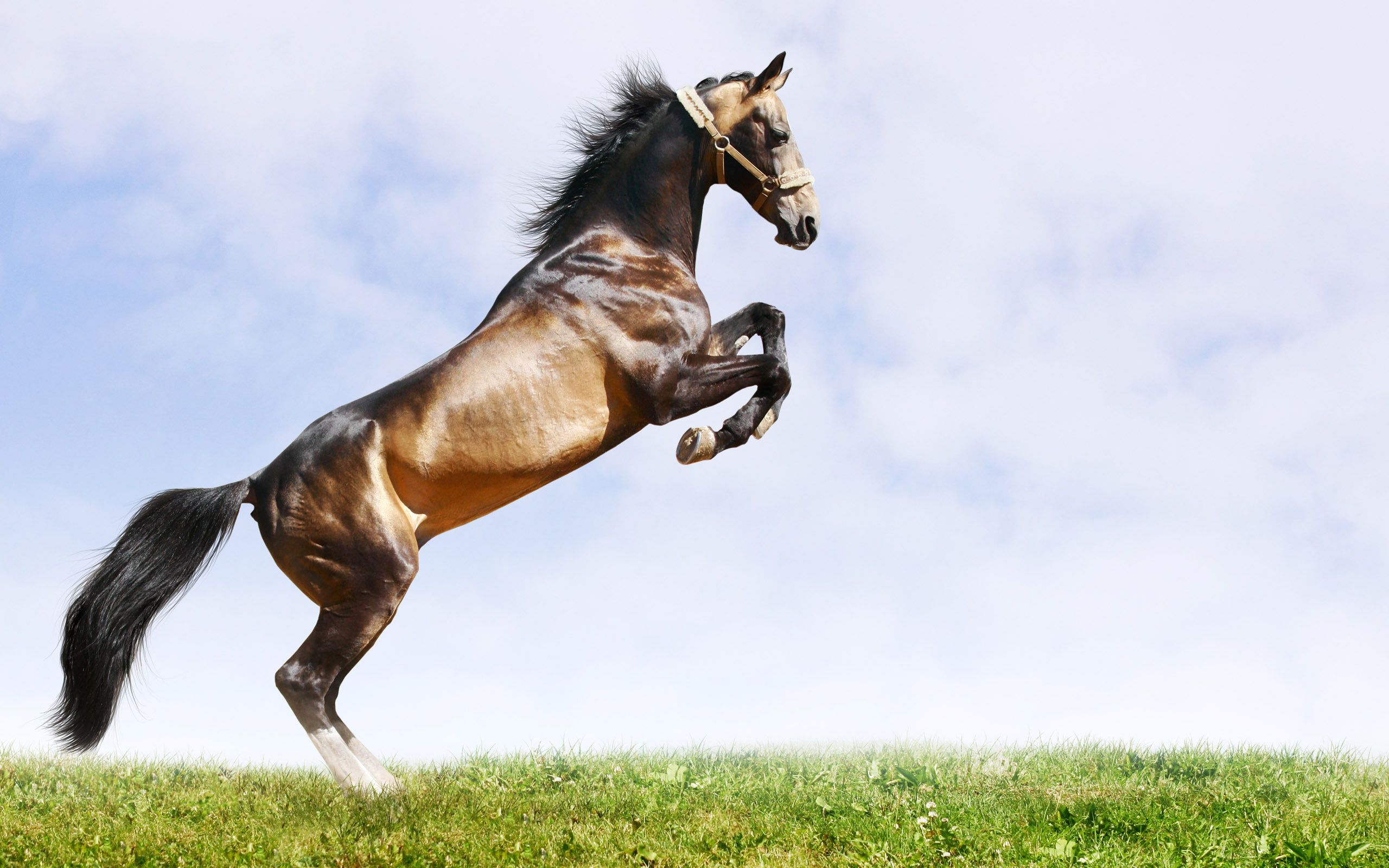 zdjęcie koń Niebo Trawa zwierzę 2560x1600 Konie Zwierzęta