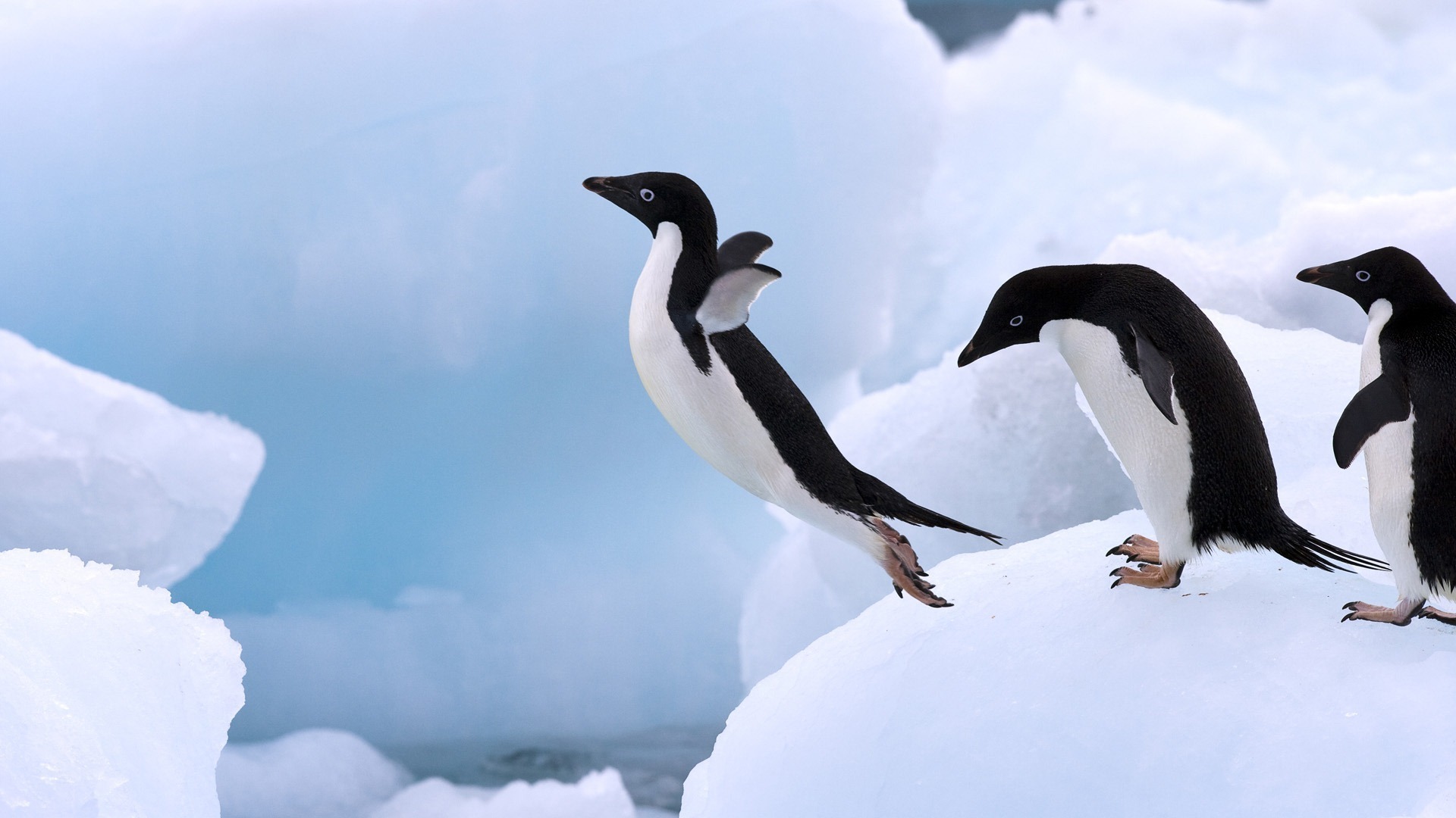 壁紙 19x1080 ペンギン 動物 ダウンロード 写真