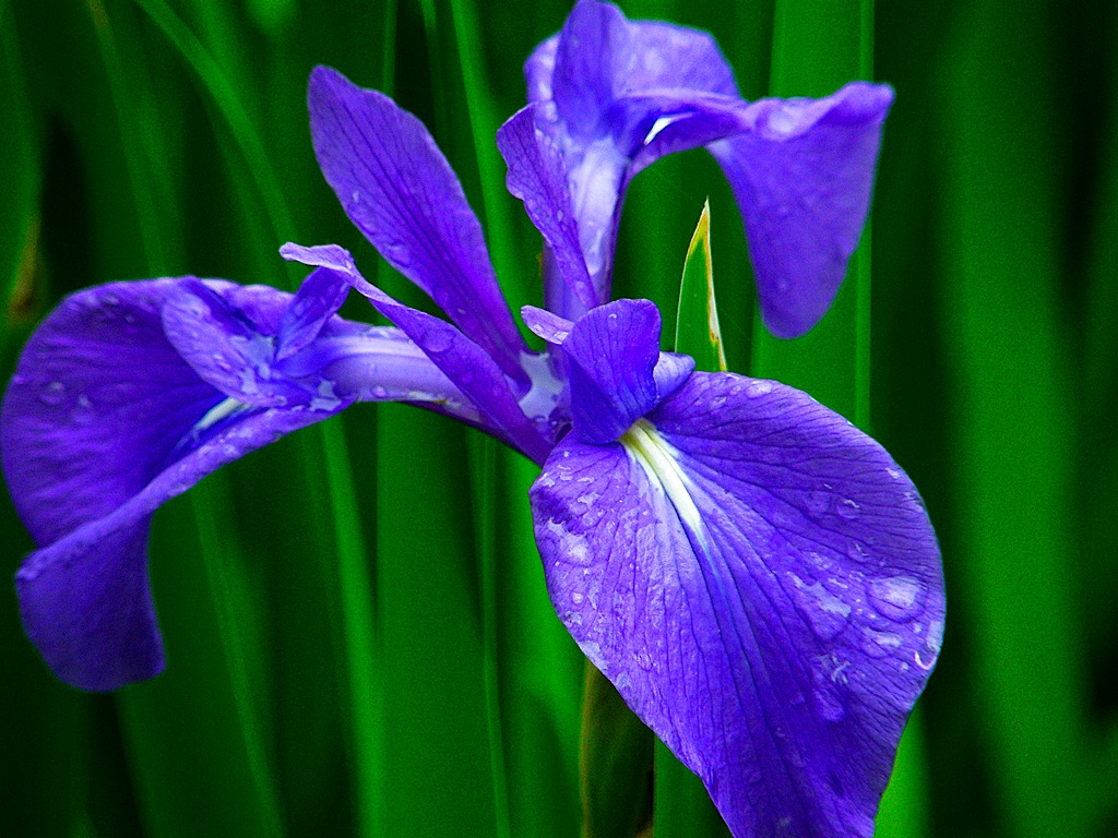 Ирисы цветы синие