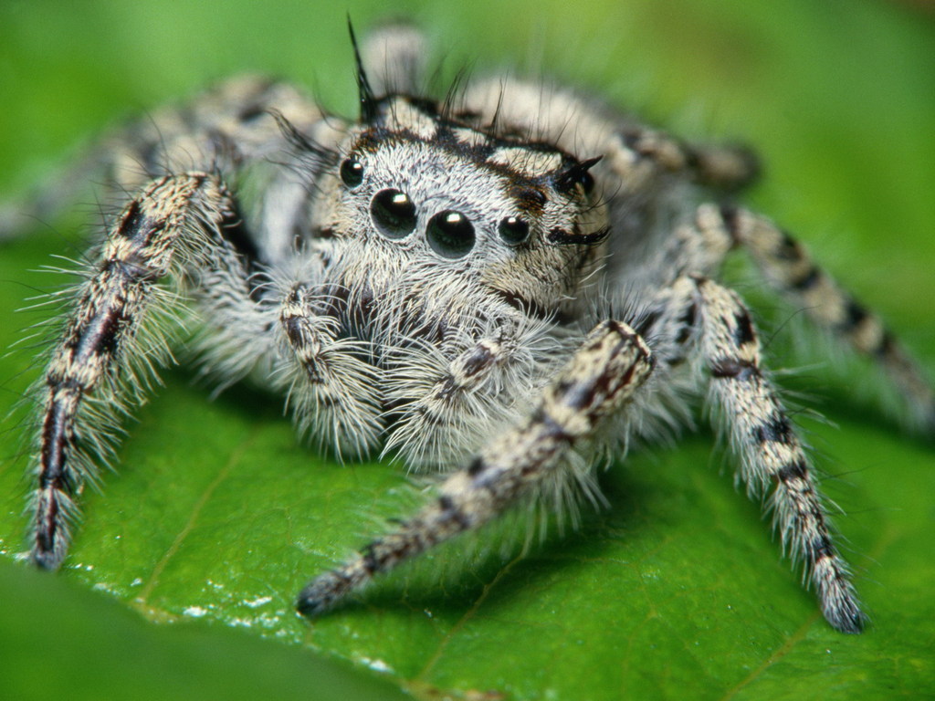 Desktop Hintergrundbilder Springspinnen Insekten Webspinnen Tiere ein Tier