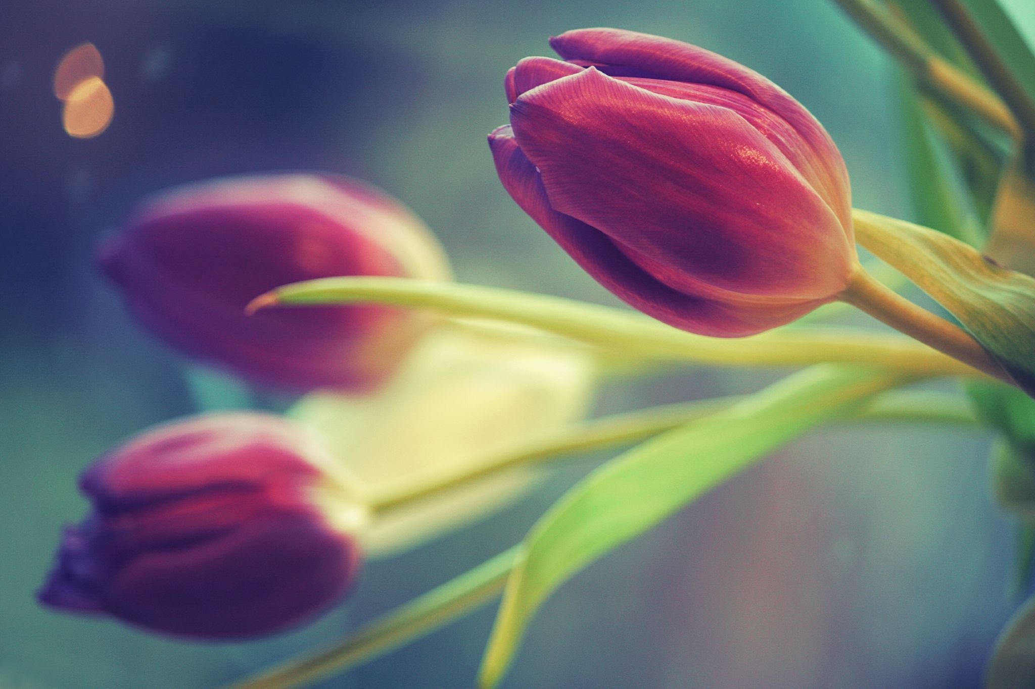 Обои с тюльпанами на телефон. Цветы тюльпаны. Тюльпан фиолетовый. Красивые тюльпаны. Тюльпаны обои.