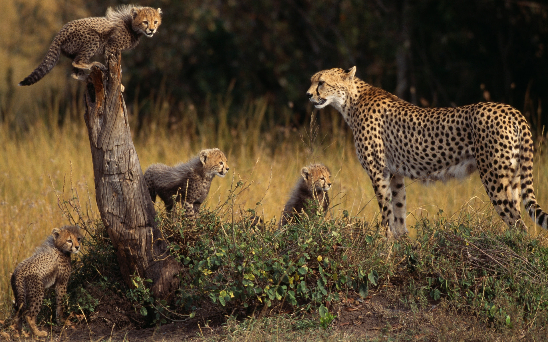 Размножение хищников. Дикие животные гепард. Гепарды Калахари. Детеныш гепарда.