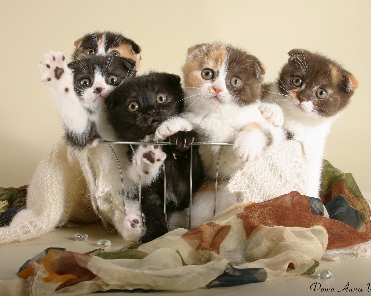 壁紙 飼い猫 スコティッシュフォールド 子猫 動物 ダウンロード 写真