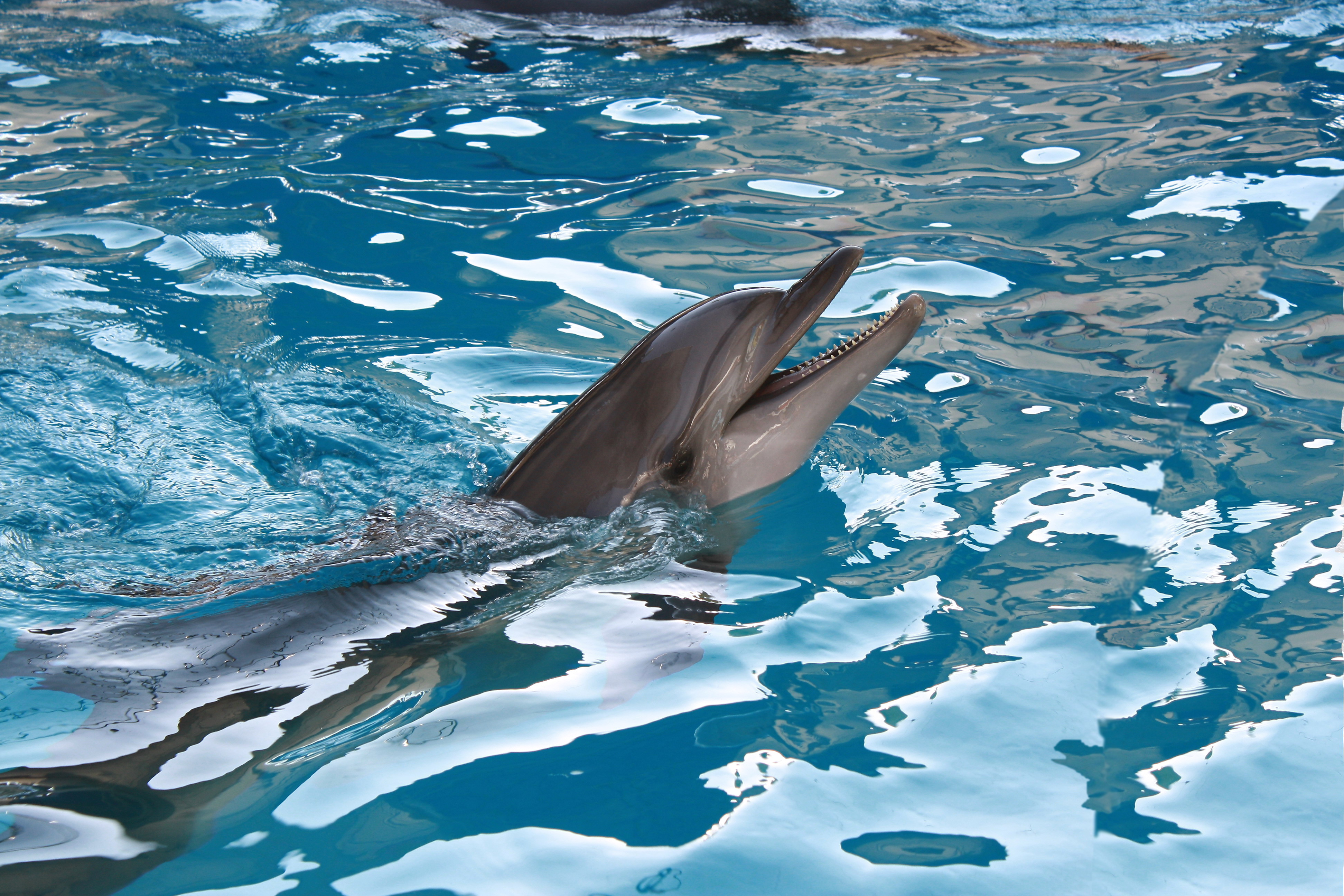 Дельфины живут в море. Дельфины. Дельфины в море. Картинки на рабочий стол дельфины. Дельфин в море.
