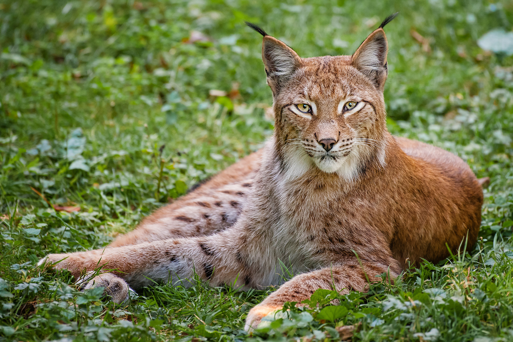 Lynx's