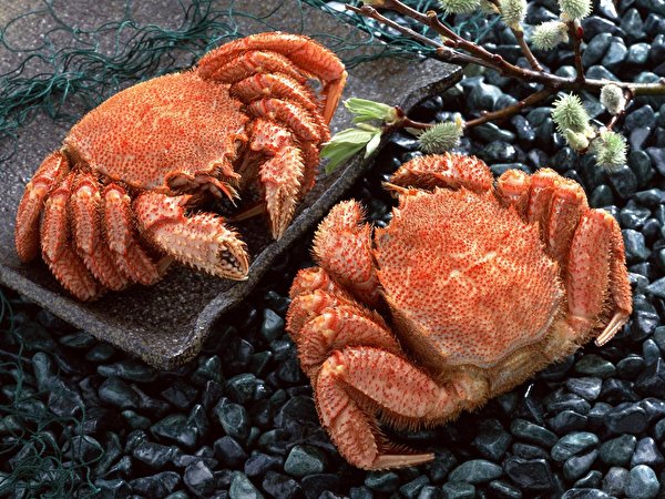 Tapety Kraby Jedzenie Owoce morza 600x450 żywność