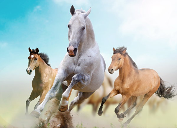Фотографии Лошади Бег Животные 600x434 лошадь бежит бегущая бегущий животное