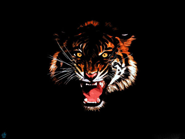 Photo tiger Big cats Animals Painting Art Black background 600x450