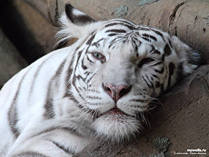 Картинка Большие кошки Тигры Белые Животные