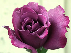 Wallpaper Rose Violet Flowers