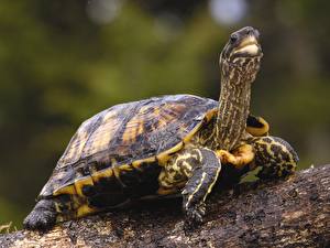 Fotos Schildkröten Tiere