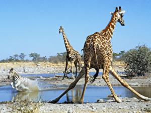 Papel de Parede Desktop Girafa um animal