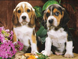 Bakgrundsbilder på skrivbordet Hundar Beagle Två 2 Valp Djur