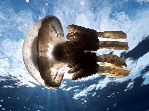 Bakgrunnsbilder Undervannsverdenen Maneter Dyr