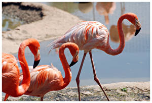 Papel de Parede Desktop Aves Flamingos um animal