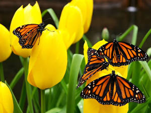 Hintergrundbilder Tulpen Schmetterlinge Monarchfalter Blüte